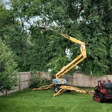 How Our Tree Care Process Works  in  Milmay, NJ