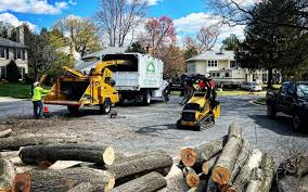 Professional Tree Services in Milmay, NJ